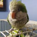 creepypasta-waffles avatar