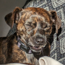 creme-glacee118 avatar