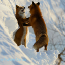 cremefraichegenau avatar