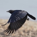 crescent-constellation avatar