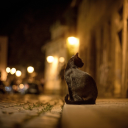 cricketandbooks avatar