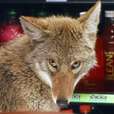 cricketcatcher avatar