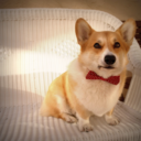 cricketcorgems-blog avatar