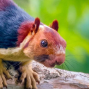 cricketnoises avatar