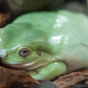 crickets4gold100-blog avatar