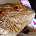 cricketthebeardie avatar