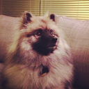 cricketthekeeshond avatar