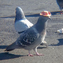 crimefightingpigeons avatar