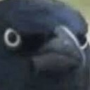 criminal-crow-blog avatar