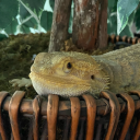 crimson-flamez avatar