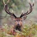 crimson-stag-hart avatar