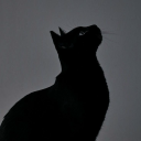 crimson-tears avatar