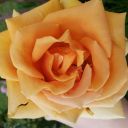 crimsoncherrywine avatar