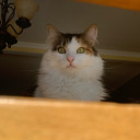 crimsoncurse98 avatar