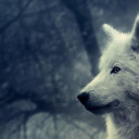 crimsonidle-blog avatar