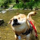 crimsonkumiho avatar