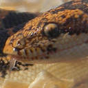 crimsonsandboa avatar