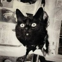 crimsonthorn-yeetus avatar