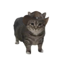 cringemaster228 avatar