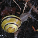 cringeyamethystsnail avatar