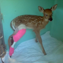 crippled-fawn avatar