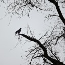 crippling-disgust avatar