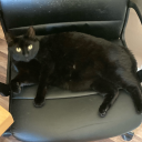 crisis-response-specialist avatar