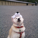 crisp-dumpling avatar