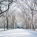 crisp-winter-days avatar