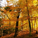 crispleavesandhallowseve avatar