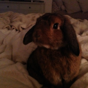 crispyapplezz avatar