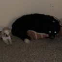 crispybanditexpertalien avatar