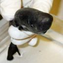 crispyrebelfox avatar