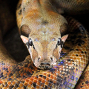 crispysnakes avatar