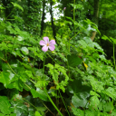 crispysparrow avatar