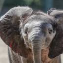 criss-croissant avatar