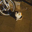 cristales-amargos avatar