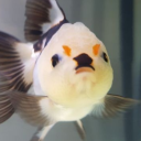 cristallineclearvibesonly avatar