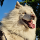 cristobalporlashet avatar