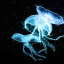 critical-eltyn avatar