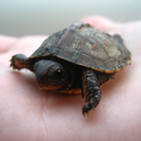 critical-vibe-check avatar