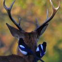 criticalbread avatar