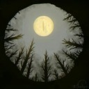 criticallycryptid avatar