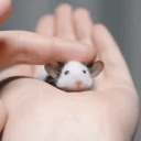 criticallylowspoonlevel avatar