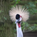 critter-captures avatar