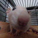 critterchronicles avatar