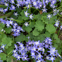 critterfearsome avatar