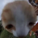 critterjammin avatar