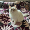 crochet-cat-lady avatar