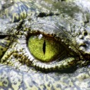 crocodani avatar